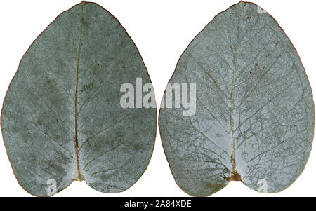 Eukalyptusblätter Vorder- und Rückseite Stockfoto