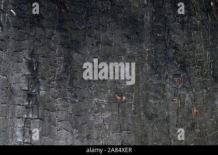 Hintergrund mit verbranntem Holz Textur. Schwarz verkohltem Holz Hintergrund. Stockfoto