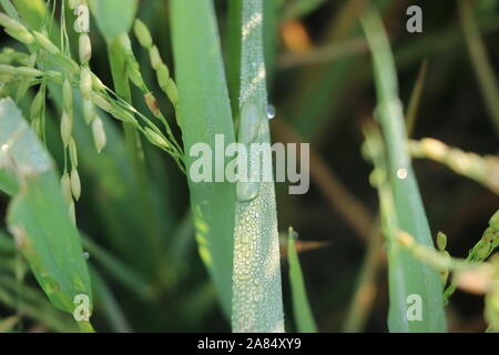 Winter Morning Dew Point 1nov2019, Dhaka narayanganj. Auf diese Weise fällt der Taupunkt auf Point Falls, in Rohreis, auf Gras, in Spinnennetzen, in Schwellungen und in Blättern, Foto wurde dhaka narayanganj gemacht. © Nazmul Islam/Alamy Stock Live News Stockfoto