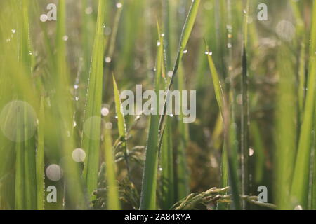 Winter Morning Dew Point 1nov2019, Dhaka narayanganj. Auf diese Weise fällt der Taupunkt auf Point Falls, in Rohreis, auf Gras, in Spinnennetzen, in Schwellungen und in Blättern, Foto wurde dhaka narayanganj gemacht. © Nazmul Islam/Alamy Stock Live News Stockfoto