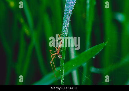 Winter Morning Dew Point 1nov2019, Dhaka narayanganj. Auf diese Weise fällt der Taupunkt auf Point Falls, in Paddy Bäume, auf Gras, in Spinnennetzen, in sw Stockfoto