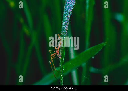 Winter Morning Dew Point 1nov2019, Dhaka narayanganj. Auf diese Weise fällt der Taupunkt auf Point Falls, in Paddy Bäume, auf Gras, in Spinnennetzen, in sw Stockfoto