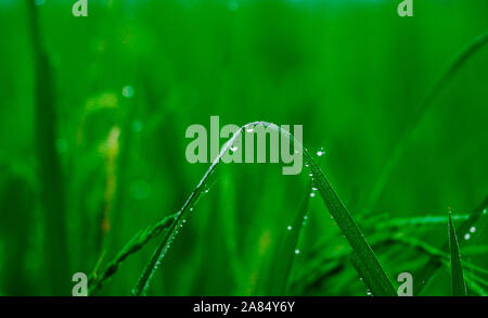 Winter Morning Dew Point 1nov2019, Dhaka narayanganj. Auf diese Weise fällt der Taupunkt auf Point Falls, in Paddy Bäume, auf Gras, in Spinnennetzen, in sw Stockfoto