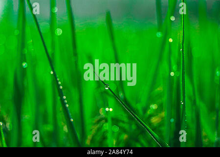 Winter Morning Dew Point 1nov2019, Dhaka narayanganj. Auf diese Weise fällt der Taupunkt auf Point Falls, in Paddy Bäume, auf Gras, in Spinnennetzen, in sw Stockfoto