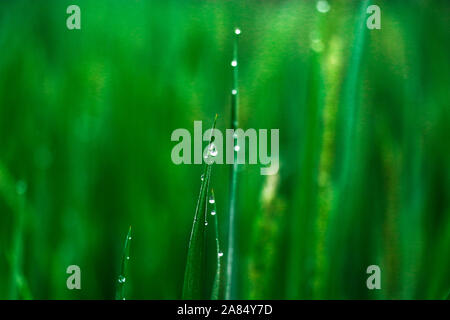 Winter Morning Dew Point 1nov2019, Dhaka narayanganj. Auf diese Weise fällt der Taupunkt auf Point Falls, in Paddy Bäume, auf Gras, in Spinnennetzen, in sw Stockfoto