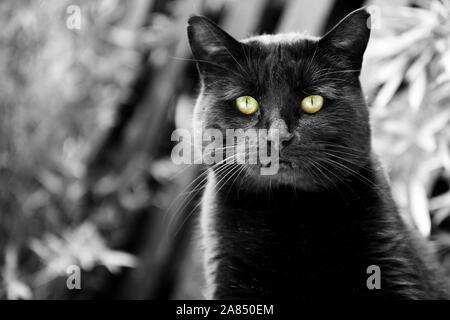 Schwarze Katze Portrait mit grünen Augen. Stockfoto