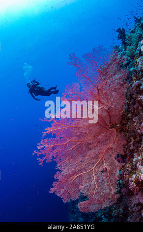 Rote Koralle und Diver hinter vor blauem Hintergrund Stockfoto