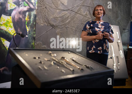 Achtung: Embargo für die Veröffentlichung bis zum 06. NOVEMBER 19:00 Uhr GMT! ACHTUNG: DIESES FOTO DARF NICHT DER SPERRFRIST - 06. November 2019, Baden-Württemberg, Tübingen: Madelaine Böhme, Professor der Paläoklimatologie an der Universität Tübingen, steht neben Knochen der bisher unbekannte Primatenarten Danuvius guggenmosi. Paläontologen haben entdeckt Fossilien in Süddeutschland, die ein neues Licht auf die Entwicklung der aufrechte Gang bringen. Foto: Sebastian Gollnow/dpa Stockfoto