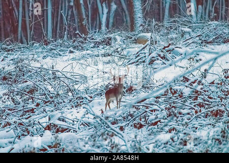 Damwild buck Schnee wald landschaft (Dama Dama) Stockfoto