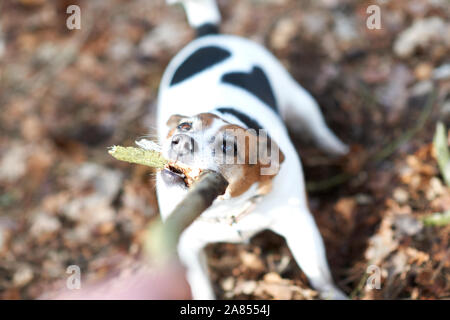 Sicht Hund spielen Tauziehen mit Stick Stockfoto