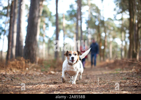 Glückliche, unbeschwerte Hund im Herbst Woods läuft Stockfoto