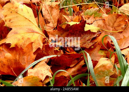 Farben der Herbst, die Blätter über das Gras. Stockfoto