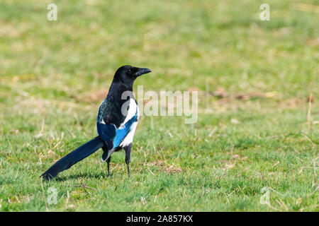 Elster auf dem Boden sind, Gemeinsame magpie (Pica Pica) Stockfoto