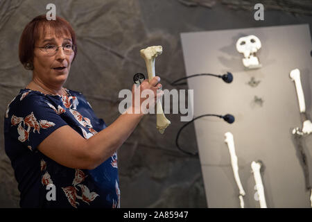 Achtung: Embargo für die Veröffentlichung bis zum 06. NOVEMBER 19:00 Uhr GMT! ACHTUNG: DIESES FOTO DARF NICHT DER SPERRFRIST - 06. November 2019, Baden-Württemberg, Tübingen: Madelaine Böhme, Professor der Paläoklimatologie an der Universität Tübingen, steht neben Knochen der bisher unbekannte Primatenarten Danuvius guggenmosi. Paläontologen haben entdeckt Fossilien in Süddeutschland, die ein neues Licht auf die Entwicklung der aufrechte Gang bringen. Foto: Sebastian Gollnow/dpa Stockfoto