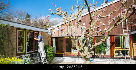 Männliche Maler auf der Leiter lackieren Home äußere Verkleidung Stockfoto