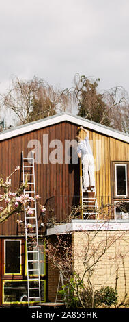 Männliche Maler auf der Leiter lackieren Home äußere Abdeckleiste Stockfoto