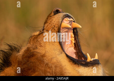 In der Nähe von Lion Gähnen zeigt Zähne Stockfoto