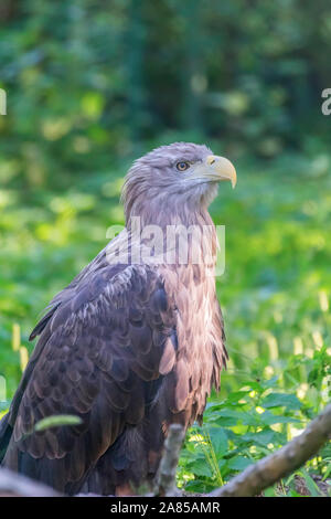 Weiße Seeadler (Haliaeetus albicilla) Stockfoto