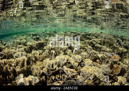 Gesunde Korallenriffe gedeihen inmitten der schönen, tropischen Seascape in Komodo, Indonesien. Diese Region ist bekannt für seine außerordentliche Vielfalt bekannt. Stockfoto