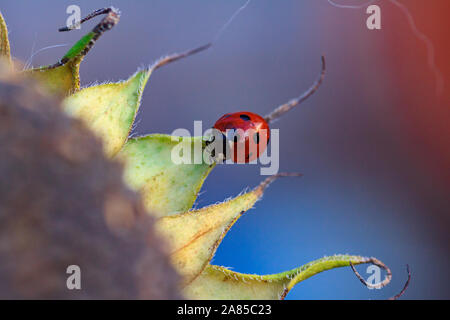 Makro der Marienkäfer auf einem Blatt des Sonnenblume n am Morgen die Sonne Stockfoto