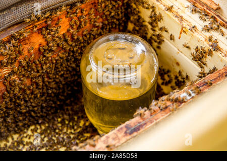 Vorbereitung der Bienen für den Winter, Imker Bienen füttern mit Glas hausgemachte Zuckersirup im Herbst, so dass Sie den kalten Winter im Norden Europas überleben. Stockfoto