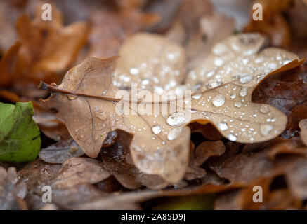 Potsdam, Deutschland. 06 Nov, 2019. Haben fällt nach dem Regen auf einem autumnally verfärbte Blätter einer Eiche nieder. Credit: Monika Skolimowska/dpa-Zentralbild/dpa/Alamy leben Nachrichten Stockfoto