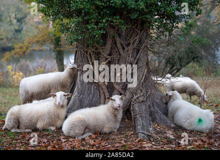 Potsdam, Deutschland. 06 Nov, 2019. Schafe im Schloss Sanssouci Park vor dem Regen unter einem Baum verstecken. Credit: Monika Skolimowska/dpa-Zentralbild/dpa/Alamy leben Nachrichten Stockfoto