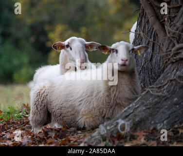 Potsdam, Deutschland. 06 Nov, 2019. Schafe im Schloss Sanssouci Park vor dem Regen unter einem Baum verstecken. Credit: Monika Skolimowska/dpa-Zentralbild/dpa/Alamy leben Nachrichten Stockfoto