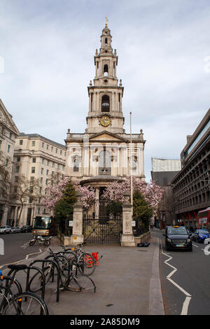 Blühende Untertasse Magnolia (Magnolia x Soulangeana) städtische Bäume außerhalb der Kirche St. Mary le Strand, London WC 2 Stockfoto