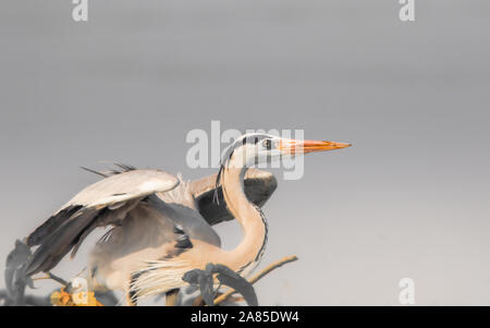 Große Reiher über Abnehmen mit Flügel Stockfoto