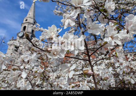 Nahaufnahme der Magnolia x loebneri 'Merrill' als Straße Baum in der Nähe von St George die Märtyrer der Kirche, Gemeinde, London SE1 verwendet Stockfoto