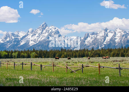 Teton Bergkette und Bison in einem Feld hinter einem Zaun aus Holz Stockfoto