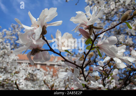 Detail der Magnolia x loebneri 'Merrill' als Straße Baum in der Nähe von St George die Märtyrer der Kirche, Gemeinde, London SE1 verwendet Stockfoto