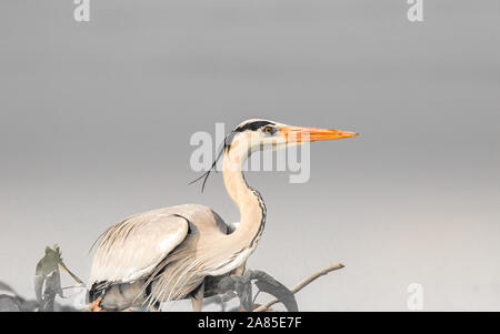 Große Reiher über Abnehmen mit Flügel Stockfoto