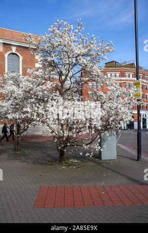 Magnolia x loebneri 'Merrill' als Straße Baum in der Nähe von St George die Märtyrer der Kirche, Gemeinde, London SE1 verwendet Stockfoto