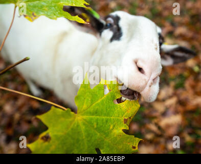 Potsdam, Deutschland. 06 Nov, 2019. Ein Schaf im Schloss Sanssouci park Knabbereien auf die Blätter eines Baumes. Credit: Monika Skolimowska/dpa-Zentralbild/dpa/Alamy leben Nachrichten Stockfoto