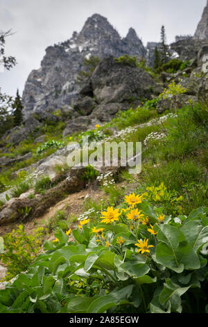 Gelbe Arrowleaf Balsamroot Wildblumen auf der Seite eines Berges Stockfoto