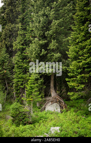 Ein immergrüner Bäume wurzeln schmiegt sich an einen großen Felsen im Wald Stockfoto