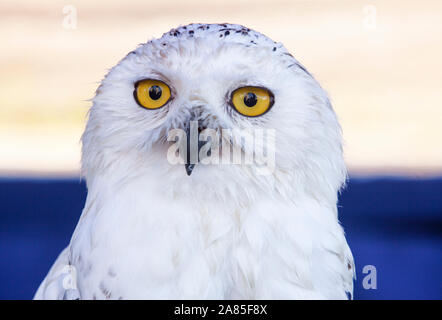 Snowy owl Kopf geschossen oder Bubo scandiacus. Ansicht von vorn Stockfoto