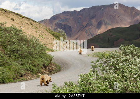 Wild grizzly Bär im Denali National Park (Alaska). Stockfoto