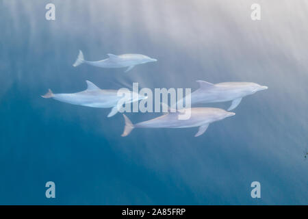 Spinner Delfine, Stenella longirostris, Schwimmen in den blauen Wassern des Komodo National Park, Indonesia. Stockfoto