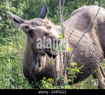 Wilde Elche im Denali National Park (Alaska) Stockfoto