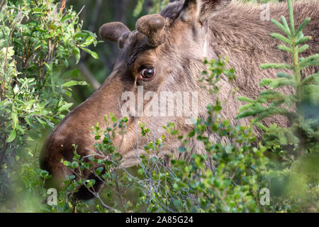 Wilde Elche im Denali National Park (Alaska) Stockfoto