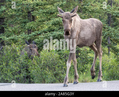 Wilde Elche im Denali National Park (Alaska) Stockfoto