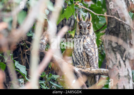 Lange eared owl Sitzen auf einem Baum (Asio otus) Stockfoto