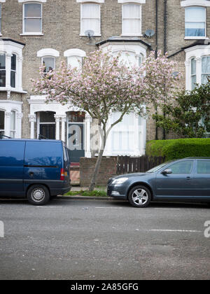 Apple Blossom der Malus 'Evereste', ornamentalen Crabapple urban Baum, London N 19. Stockfoto