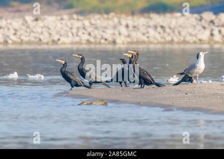 Große Kormorane ruht auf einem Sand Küste (Anser anser) Stockfoto