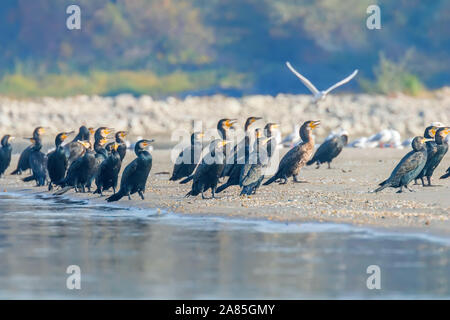 Große Kormorane ruht auf einem Sand Küste (Anser anser) Stockfoto