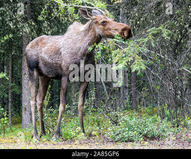 Wilde Elche im Denali National Park (Alaska) Stockfoto