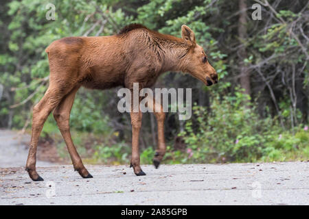 Wilde Elche im Denali National Park (Alaska) Stockfoto